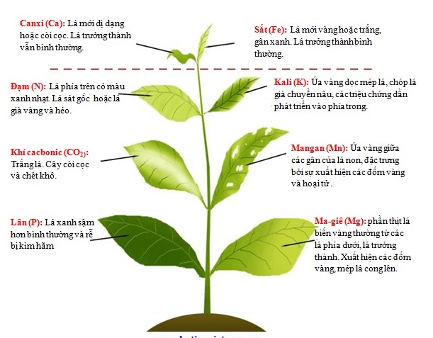 Dấu hiệu cây thiếu dinh dưỡng